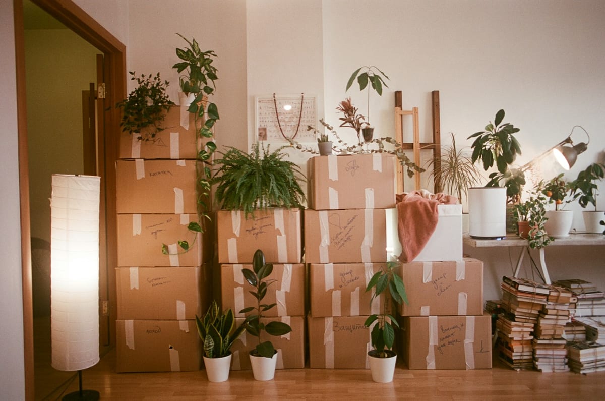 Moving boxes stacked against the walls of a bright room, with houseplants set on top of them and on the floor